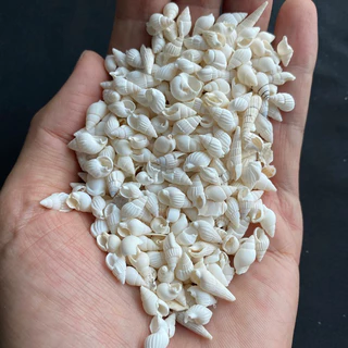วัสดุตกแต่งเปลือกหอยสังข์ธรรมชาติ 50g SMALL RICE หอยเล็ก snail shell 1-3cm