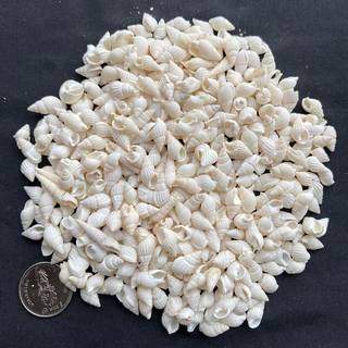 วัสดุตกแต่งเปลือกหอยสังข์ธรรมชาติ 50g SMALL RICE หอยเล็ก snail shell 1-3cm