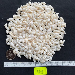 วัสดุตกแต่งเปลือกหอยสังข์ธรรมชาติ 50g SMALL RICE หอยเล็ก snail shell 1-3cm