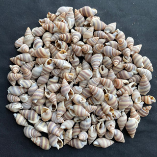 หอยสังข์ข้าวกล้อง 50g small brown rice conch shell 2-3cm