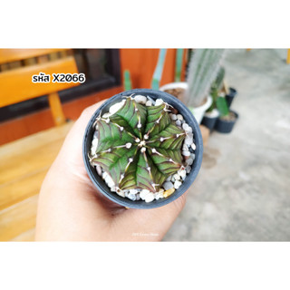 ยิมโนคาไลเซียม แอลบี ไฮบริด (Gymnocalycium LB Hybrid) แคคตัส