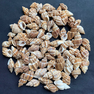 หอยสังข์เล็กสีน้ำตาล วัสดุตกแต่ง 50g small brown conch decorative material xuan