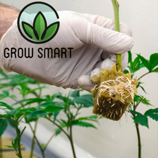 Rockwool ร็อควูล ก้อนเพาะปลูกต้นกล้า เพาะเมล็ด เพาะชำ ไฮโดรโปนิค Grow Smart Grodan rockwool