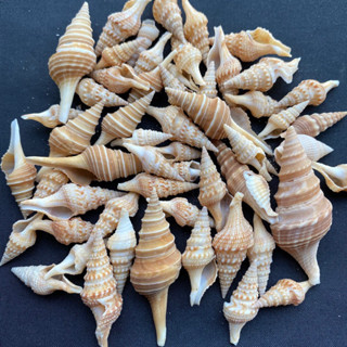 หอยสังข์หางยาวสีน้ำตาล50g Brown long-tailed tower-shaped conch shuang zhen