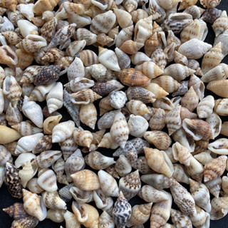 เปลือกหอยสังข์ขนาดเล็ก 50g mini sand rice conch shell 1-1.5cm