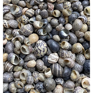 เปลือกหอยสังข์แบนขนาดเล็ก 50g mini flat conch sea shells 3-7mm