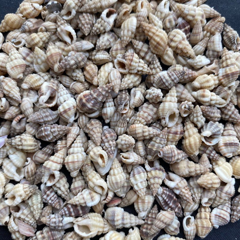 เปลือกหอยหายาก เปลือกหอยสังข์เล็ก 50g FENG SHOU MINI bone conch 1-1.5cm