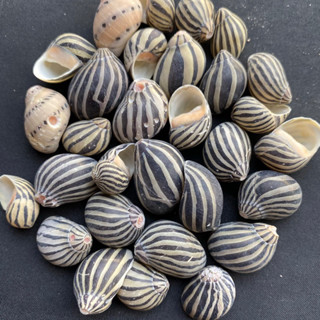 หอยทากทะเลม้าลายดำ 50g Black zebra striped flat sea snail shell 1.5-2cm