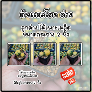 (ด่าง01)ต้นแคคตัส แอสโตรด่างไม้เพาะเมล็ด ขนาดกระถาง 2 นิ้ว