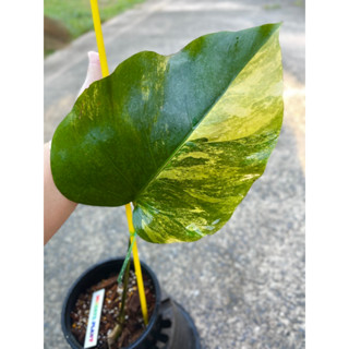 มอนสเตอล่า monstera aurea มอนสเตอร่า มอนเหลือง ด่างทุกใบ เหลืองชัด