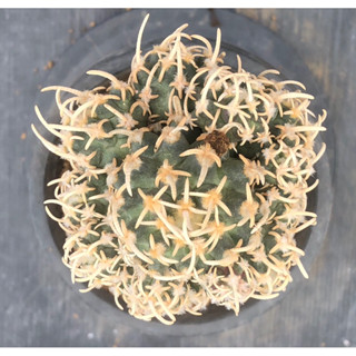 แคคตัส นาวาโจ pediocactus peeblesianus ไม้กราฟ จำนวน 1 ต้น