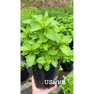 US มิ้นท์ 🪴พร้อมส่ง กลิ่นหอมเย็นๆ โตไว