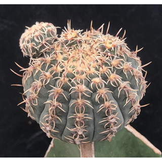 แคคตัส ยิมโน หนามแมงมุม gymnocalycium quehlianum cactus ไม้กราฟ จำนวน 1 ต้น