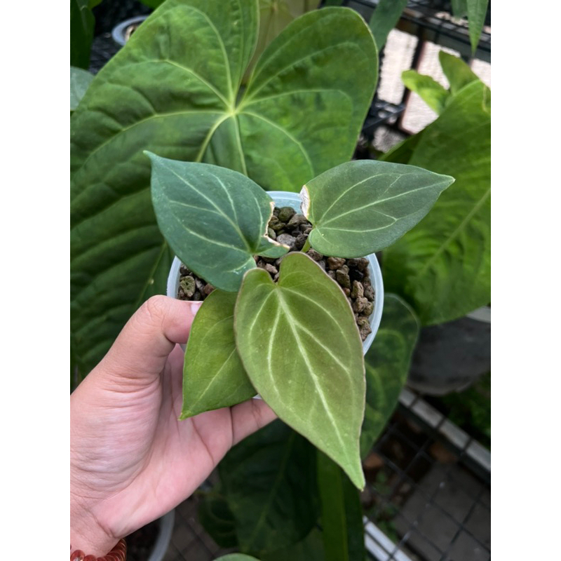 Anthurium king of spade (KOS)