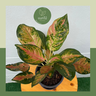 🌿 พาร่ำรวย ❥ 🌿 ไม้เสริมศิริมงคลในตระกูล “อโกลนีมา (Aglaonema)" กระถางขนาด 7.5 นิ้ว