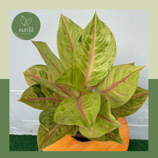 🌿โกลเด้นไทย ❥🌿 ไม้มงคลในตระกูล “อโกลนีมา (Aglaonema)” ไม้น่าสะสม ไม้ฟอกอากาศ กระถางขนาด 7.5 นิ้ว