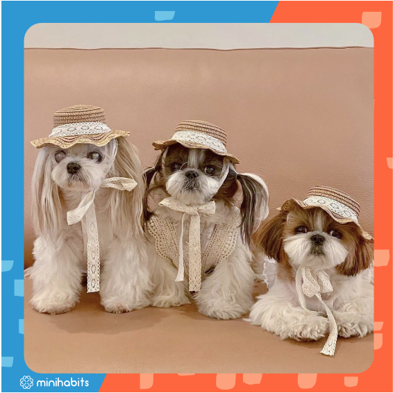 [🚚 พร้อมส่ง] Bambi Pet Hat หมวกสานสำหรับสัตว์เลี้ยง แมว หมา