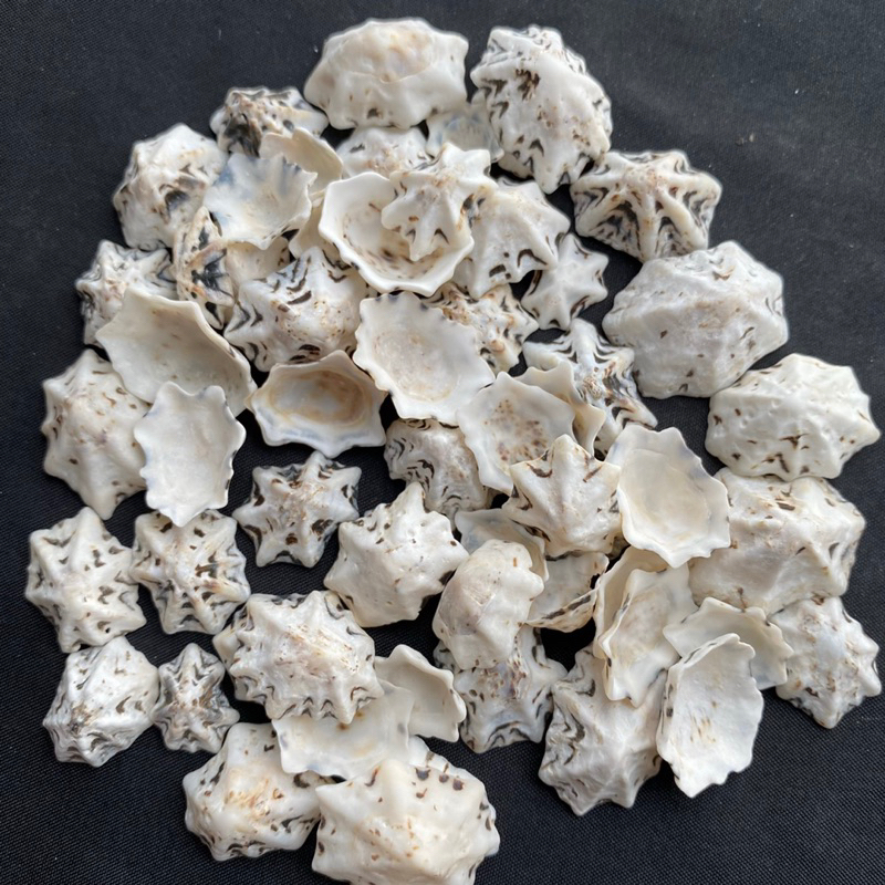 เปลือกหอยสวยๆ หมวกหอยสังข์ 50g LI LUO hat conch shell