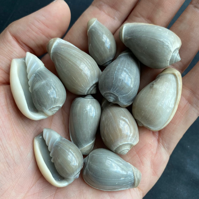 เปลือกหอยสังข์สีฟ้า 50g JIN CHUN cyan shiny conch shell 2.5-5CM