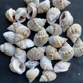 เปลือกหอยทากทะเลปากหนา 50g thick lipped sea snail shell 1-2cm