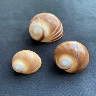 หอยทากหยกหัวขาวสีน้ำตาล Brown white-headed jade snail2-5cm