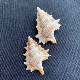 เปลือกหอยทะเลรูปต้นสน Pine-shaped sea snail shell yi luo