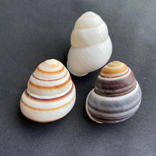 เปลือกหอยน่ารัก land snail shell สามสี