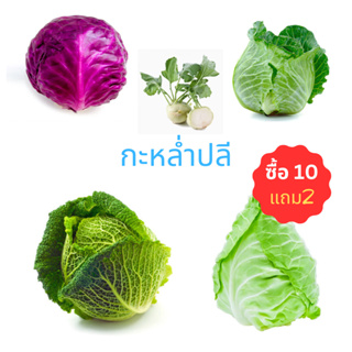 กะหล่ำปลี หลายพันธุ์🥬10แถม 2📌ถูกที่สุด 9 บ.📌เมล็ดพันธุ์กะหล่ำปลี 10-30 เมล็ด🌱งอกง่าย ☘️โตไว☘️ หัวใหญ่