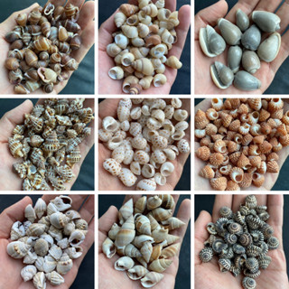 หอยสังข์และเปลือกหอยธรรมชาติที่ไม่ย้อมสี 50g มากกว่าหนึ่งร้อยสายพันธุ์ DIY craft materials