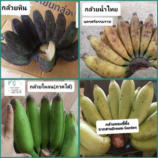 🍌หน่อกล้วยหายาก🍌 กล้วยนานาชนิด กล้วยน่าสะสม