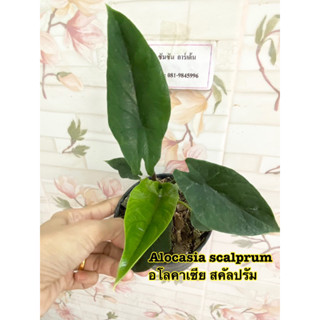 อโลคาเซีย สคัลปรัม Alocasia scalprum 🌿ไม้แรร์ 🌿เลือกต้นได้