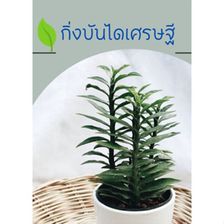 กิ่งบันไดเศรษฐี  หรือต้นตีนตะขาบ  กิ่ง3 กิ่ง 10 บาท