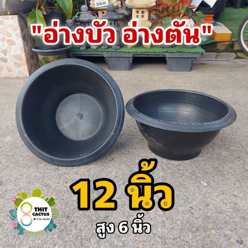 อ่างบัว แบบตัน แบบรู 12 นิ้ว (เล็ก) // กด 12 ชิ้น 270฿ -- กระถางปลูกบัว พลาสติก เกษตร