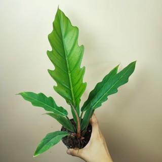 Philodendron Caramel Marble พิณนาคแม่พันธ์ด่าง ไม้เนื้อเยื่อด่าง รากแน่นแข็งแรง