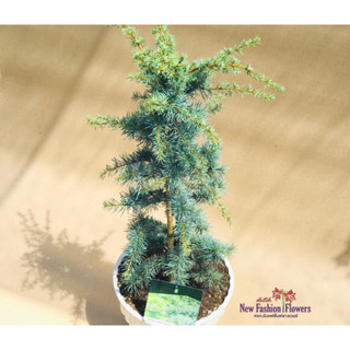 สน Cedrus libani Horstmanns Silberspitz สนซีดาร์ ฮอร์สมันน์ ซิลเบอร์สปิตซ์ นำเข้าจากฮอลแลนด์ พร้อมป้ายชื่อเลขพาสปอร์ต