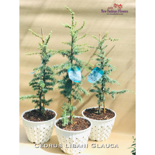 Cedrus libani Glauca สนซีดาร์ ต้นพันธุ์นำเข้าทั้งกระถาง รากแน่นแข็งแรง การันตีสายพันธุ์แท้ ด้วย ป้ายชื่อ และ เลขพาสปอร์ต