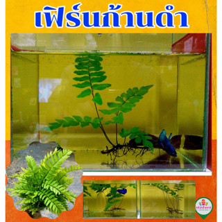 เฟินก้านดำ สำหรับเลี้ยงปลากัด (10 ก้าน) [คัดพิเศษก้านเล็กพอดีโหล]