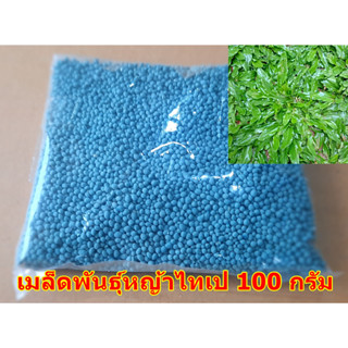 ขายส่ง 100 กรัม เมล็ดหญ้าไทเป หญ้ามาเลเซียแคระ Broadleaf Carpet Grass หญ้าสวนหย่อม สนามหญ้า หญ้า หญ้าปูสนาม พันธุ์หญ้า