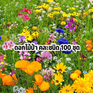 เมล็ดพันธุ์ ดอกไม้ป่า 100 ชุด