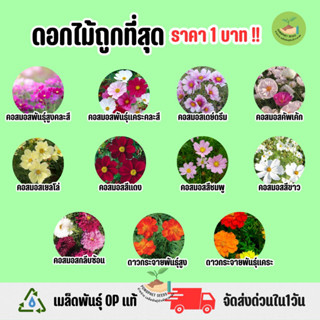 ถูกที่สุด 1 บาท เมล็ดพันธุ์ ดอกคอสมอส ดาวกระจายคละสี