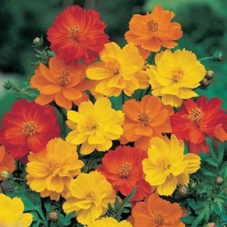 ถูกที่สุด 1 บาท เมล็ดพันธุ์ ดอกคอสมอส ดาวกระจายคละสี
