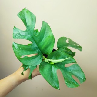 Philodendron ginny Rhaphidophora terrasperma Mini Monstera มอนสเตอร่าจินนี่