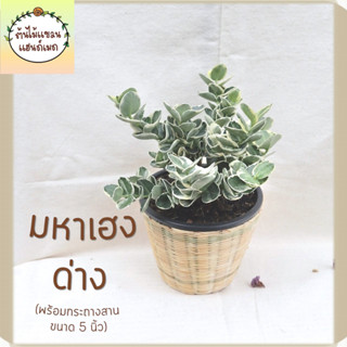 🎋มหาเฮงด่าง,หีบไม้งามด่าง (Boxwood Beauty,Natal plum)  พร้อมกระถางสานไม้ไผ่ ขนาด 5 นิ้ว ต้นไม้มงคลเรียกทรัพย์