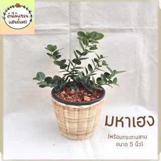 🎋มหาเฮง,หีบไม้งาม (Boxwood Beauty,Natal plum)  พร้อมกระถางสานไม้ไผ่ ขนาด 5 นิ้ว ต้นไม้มงคลเรียกทรัพย์