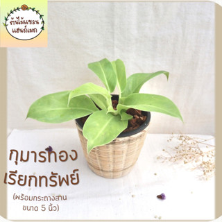 🎋กุมารทองเรียกทรัพย์ /ฟิโลเดนดรอนมูนไลท์ (Philodendron sp.‘Moonlight’) ต้นไม้มงคล พร้อมกระถางสานไม้ไผ่ ขนาด 5 นิ้ว