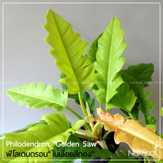 NewRootGarden ฟิโลเดนดรอน ใบเลื่อยสีทอง  Philodendron Golden Saw ไม้ใบ ไม้ประดับในร่ม