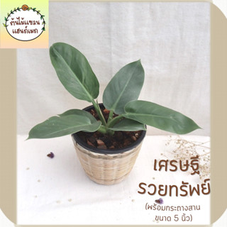 🎋เศรษฐีรวยทรัพย์ (Philodendron sp.Ruaysap’) ต้นไม้มงคล ฟอกอากาศ พร้อมกระถางสานไม้ไผ่ ขนาด 5 นิ้ว