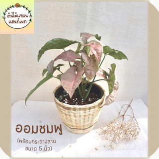 🎋ออมชมพู (Syngonium Pink) ช่วยฟอกอากาศ พร้อมกระถางสานไม้ไผ่ ขนาด 3 นิ้ว ตั้งโต๊ะ แต่งห้อง บ้าน ร้าน