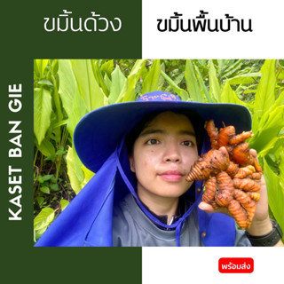 ขมิ้นด้วง ขมิ้นพื้นบ้าน Kaset Ban Gie