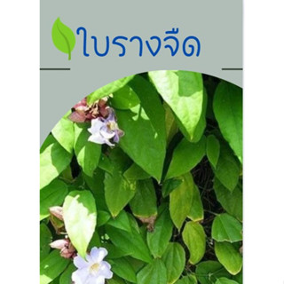 ใบรางจืดสด ปลอดสาร Organic 100% 20 ใบ  9 บาท